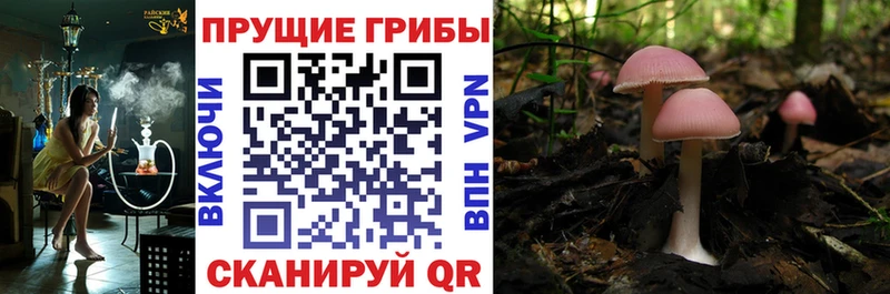 даркнет состав Тихорецк Псилоцибиновые грибы Psilocybe